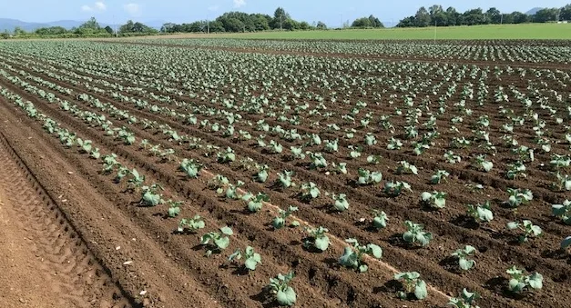 Broccoli trial field