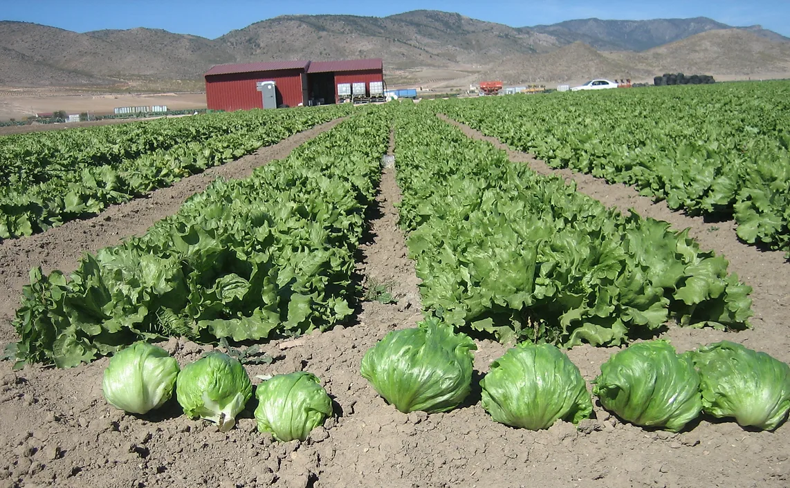 Lettuce trial field